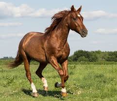Image result for HORSE