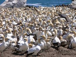 Image result for gulls, terns, albatrosses, petrels, shearwaters (muttonbirds), cormorants, gannets and boobies.