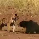 WATCH: Sloth bear takes tiger