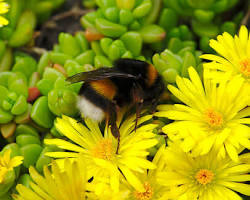 Kép erről: Sárga Délvirág close up (Delosperma nubigenum) yellow flower