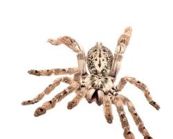 Gambar Tarantula (LabahLabah Hias)