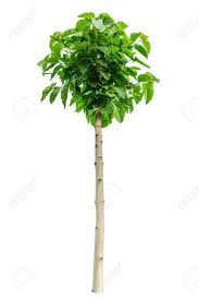 Image result for sagwan image green tree image
