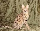 Exotic cat breeds with pictures