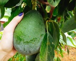 Image of avocado tree with ripe avocados