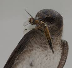 Image result for birds eating mosquitoes