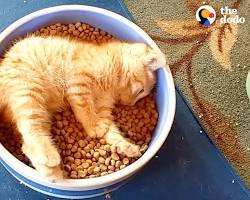 Kitten food in a bowlの画像