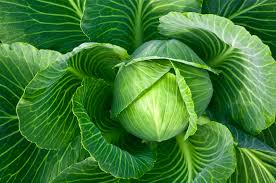 Image result for cabbage