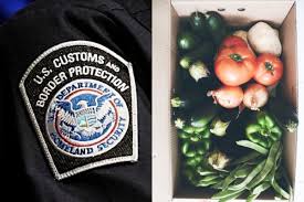Agentes de la CBP revisaron un cargamento de verduras en Arizona y encontraron a un acompañante inesperado