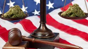 Image result for Cannabis and law