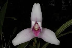 Image result for lycaste orchid