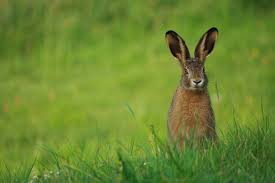 Bildergebnis für Osterhase