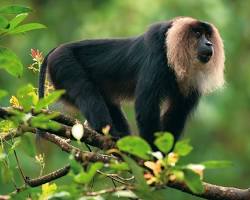 Image of Liontailed macaque Karnataka