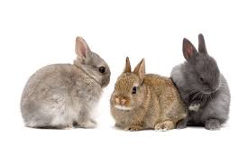 Image result for RABBIT