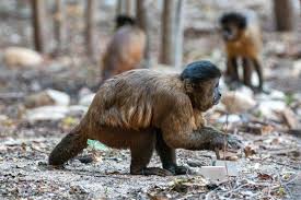 Well-worn wins: Wild capuchin monkeys prefer stones with a proven track record of cracking nuts