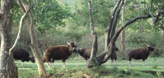 Image result for Dibru-Saikhowa National Park