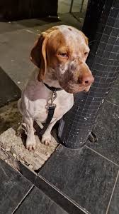 What breed of dog is this? In Scotland : r/DOG