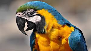 Image result for macaw parrot hd