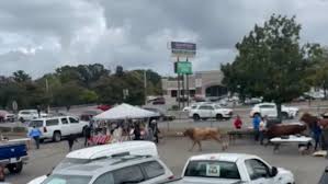 One Bull Is Still Missing After 8 Escape From Massachusetts Rodeo