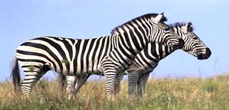 תוצאת תמונה עבור תמונות של זברה