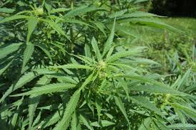 Image result for Cannabis Sativa images