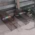 Local animal welfare organizations get mentoring help with ...