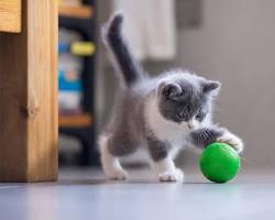 cat playing with a ballの画像