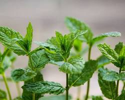 صورة Peppermint leaf