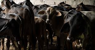 Sader detecta caso aislado de gusano barrenador en Tamaulipas, zona fronteriza con EU