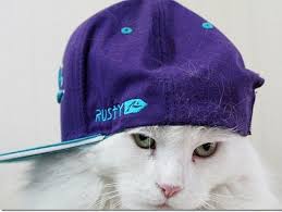 Résultat de recherche d'images pour "swag cat"