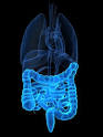 Fiche conseil sant : SYNDROME DE LaposINTESTIN IRRITABLE