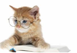 Image result for cute cats