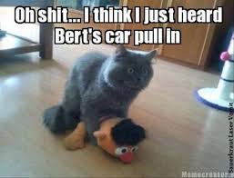 pussy cat doing Bert