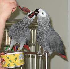 Image result for african grey parrot for sale