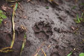 Tutkimus: Nämä koirat ovat aggressiivisempia kuin muut