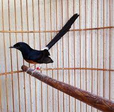 Hasil gambar untuk murai batu