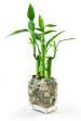 How to Plant and Care for Bamboo -