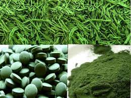 Resultado de imagen de chlorella alga