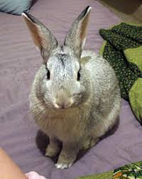 Image result for RABBIT