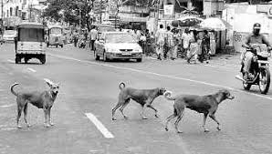 Image result for images of THE MENACE OF  stray dogs india