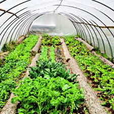 GREENHOUSE VEGETABLES ile ilgili görsel sonucu