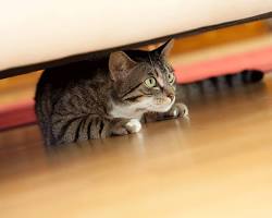 stressed cat hiding under a bedの画像