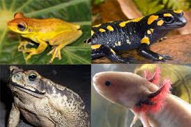 Resultado de imagem para grupos de anfibios