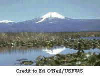 Image result for organisms and their environment