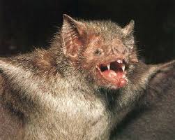 Resultado de imagem para fotos de morcegos castanho