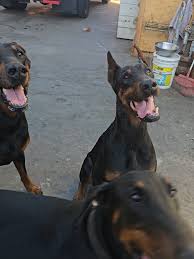 dobermans #doberman #dobermanpuppies #dobermans_of_tiktok ...