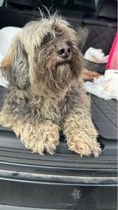 Found dog. Downey, CA. Dog is currently with Seaaca animal shelter. | Facebook