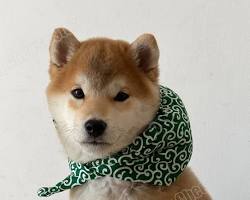 dog wearing a bandana with a Japanese patternの画像