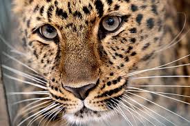 images?q=tbn:ANd9GcRlIblPhxcvxIksjGFSd7h