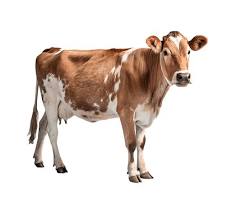 Vaca