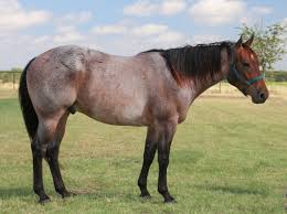 Image result for HORSE